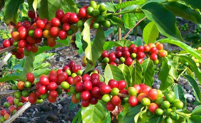 warna buah kopi matang